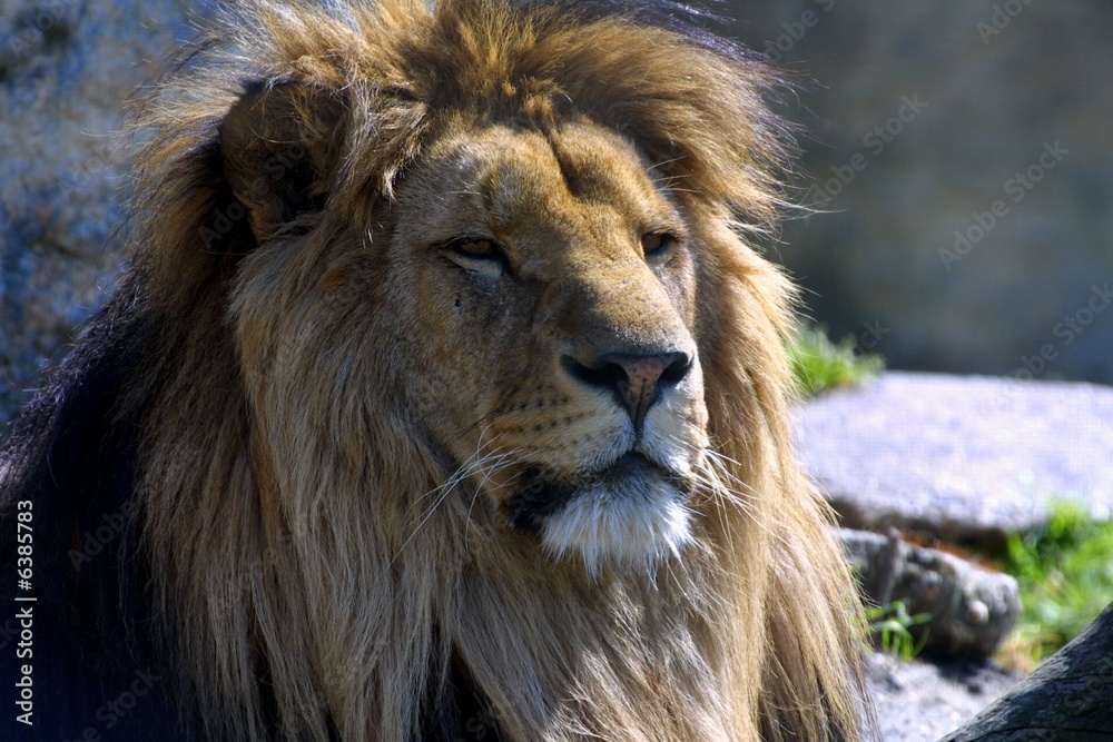 Obraz premium repos du lion