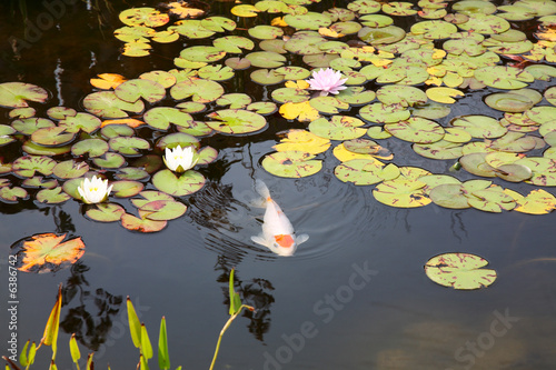 Fotografia Koi Pond