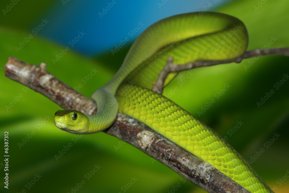 Green mamba with clipping path Green mamba with clipping path