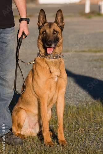 Handsome Malinois