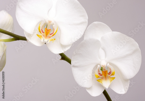 Fototapeta Naklejka Na Ścianę i Meble -  Macro Orchid Flower Blossoms