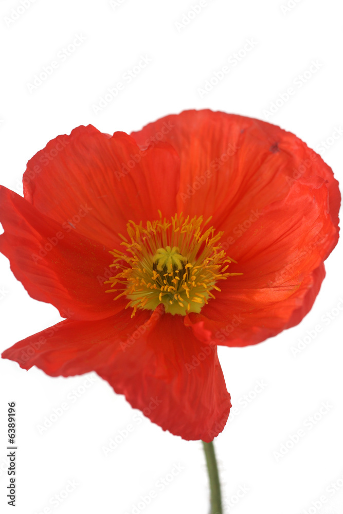Poppy - Iceland Red Poppy - Iceland Red