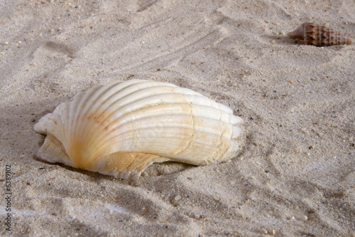 Muschel am Strand