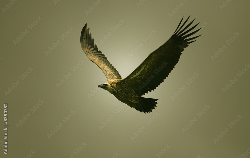 Obraz premium Valiant Vulture