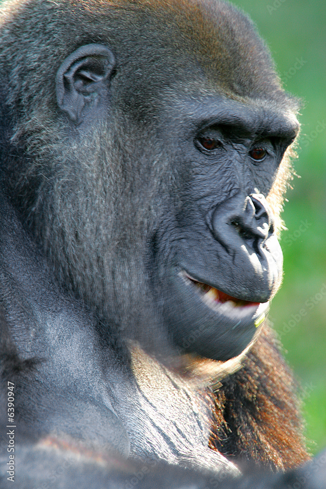 Obraz premium Western Lowland Gorillas