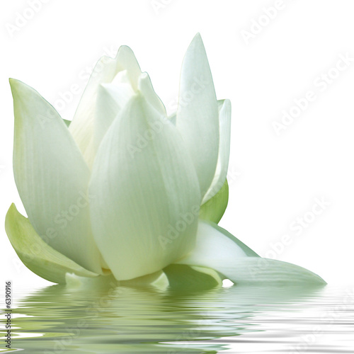 fleur blanche de lotus #6390916