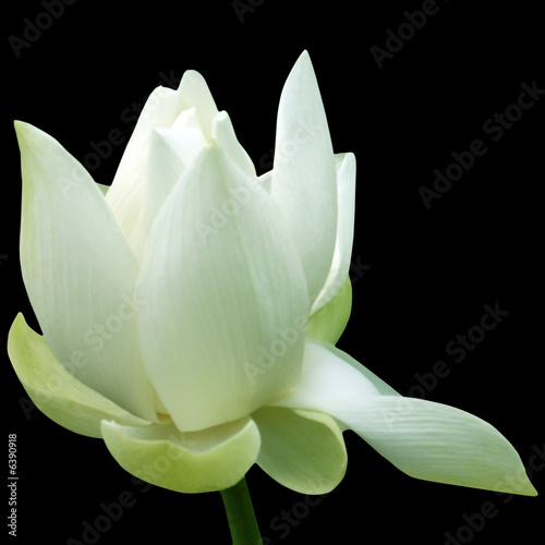 fleur de lotus sur fond noir