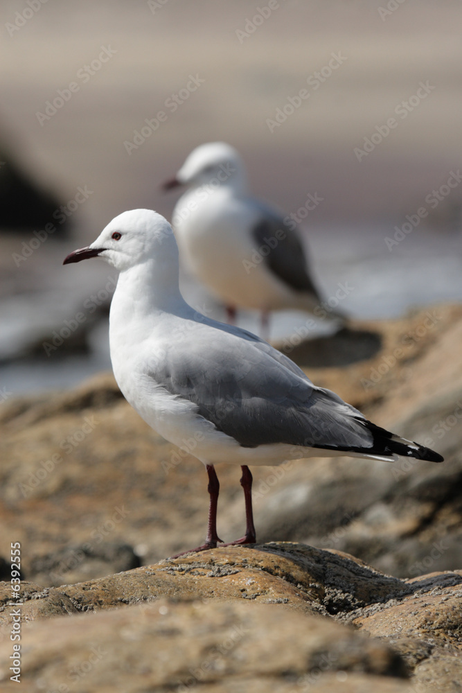 Obraz premium Weißkopflachmöwe