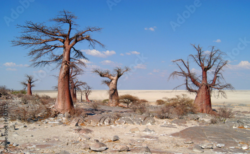 Baobab Trees on Kubu Island photo