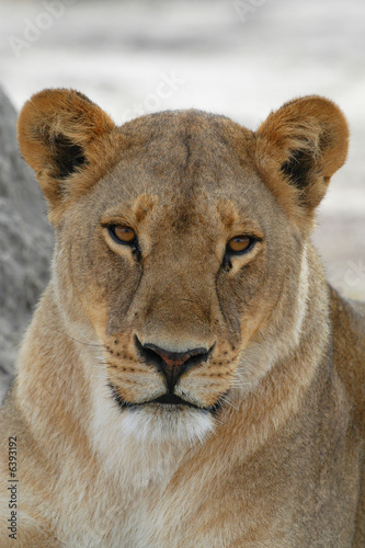 Closeup of Lioness