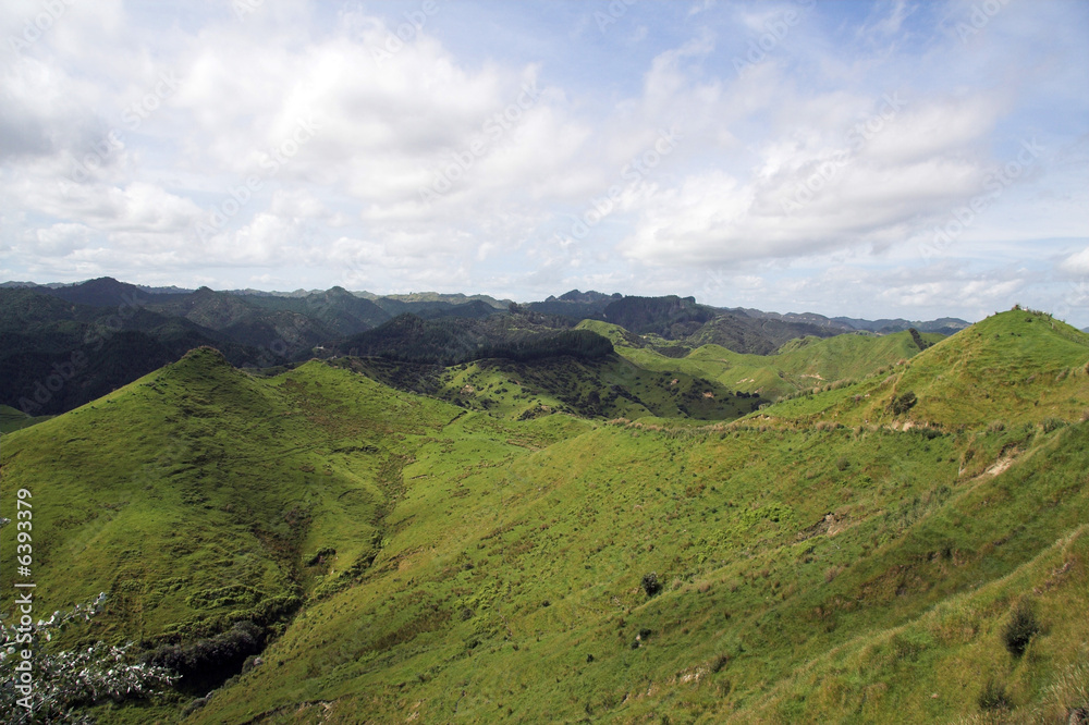 vegetation vegetation