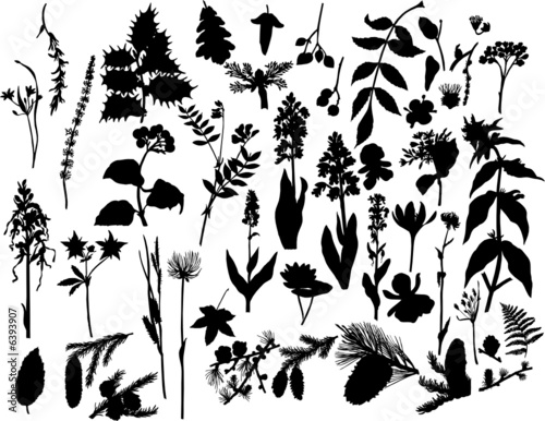 plants silhouette