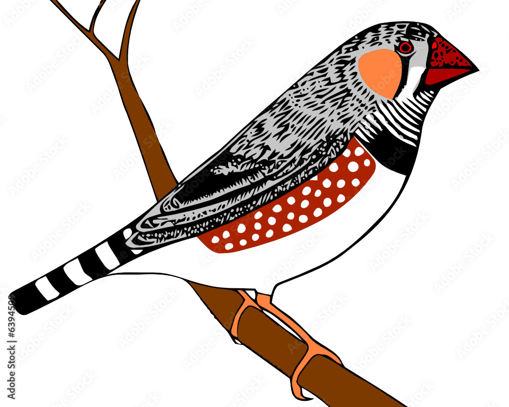 Aves, desenho de um pássaro da espécie mandarim