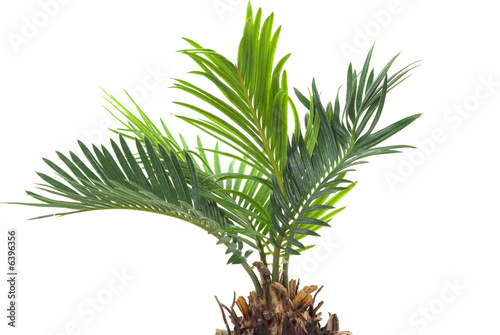 Real dwarf palm tree 