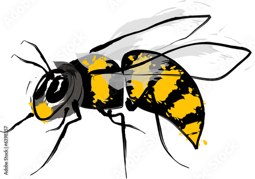 Wasp illustration