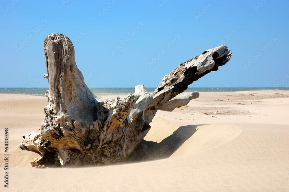 tronco d'albero portato dal mare sulla spiaggia