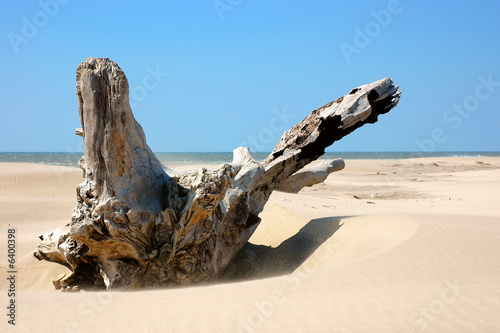 tronco d albero portato dal mare sulla spiaggia