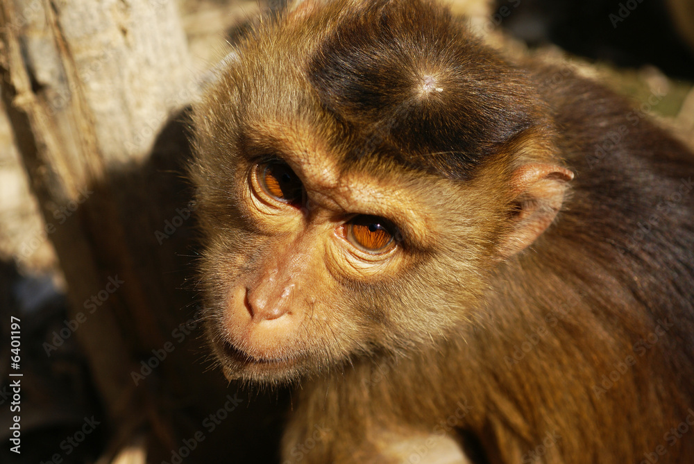 Obraz premium Macaque rhesus