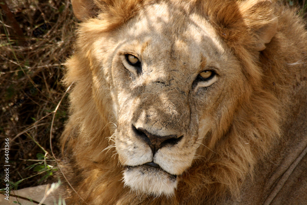 Fototapeta premium León