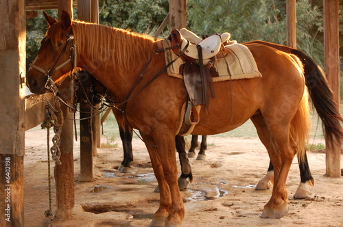 Foto cheval pret au depart