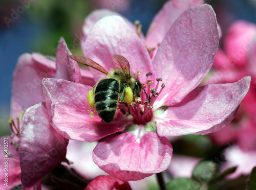 Biene auf einer Blüte photo