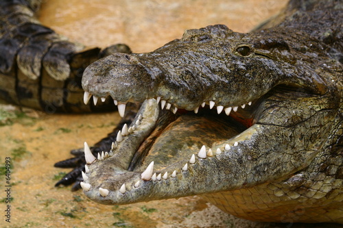 croco