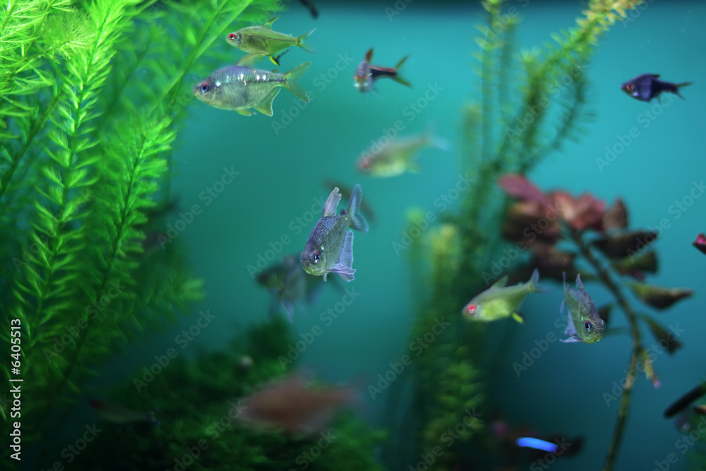 Fototapeta premium aquarium fish seaweed