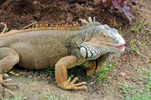 Bearded Dragon