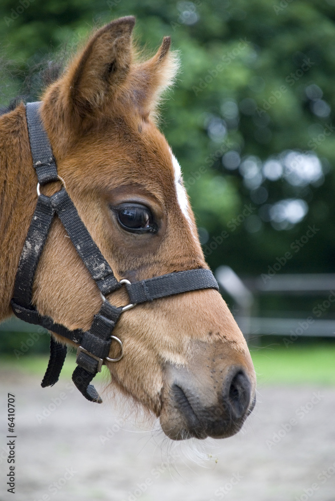 Fototapeta premium fohlen