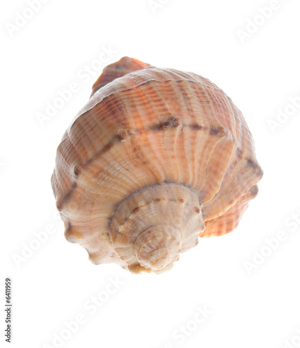 Seashell  isolated on white background