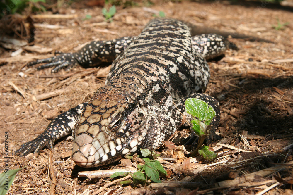 Fototapeta premium Argentinian reptile