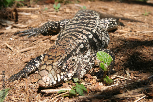 Fototapeta Argentinian reptile