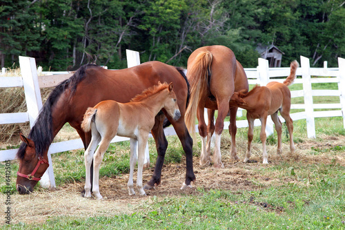 Two Foals © V. J. Matthew