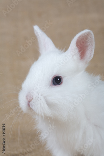 white bunny © Ferenc Szelepcsenyi