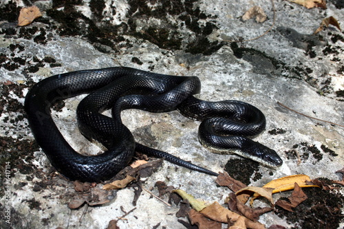 Black Rat Snake (Pantherophis obsoletus obsoletus)