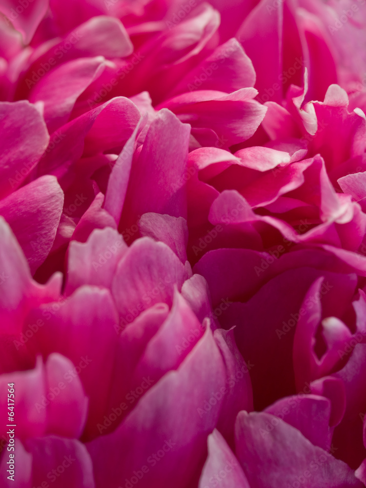 pink flower petals background. shallow dof pink flower petals background. shallow dof
