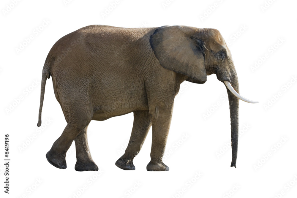 éléphant