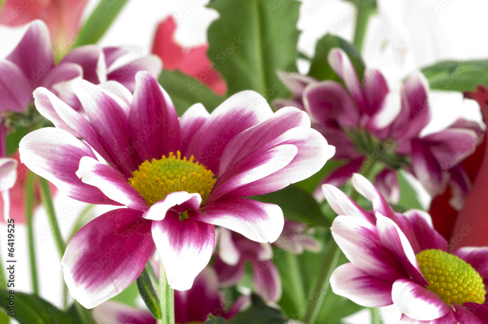 Fototapeta premium Chrysanthemums in a bouquet. fragment