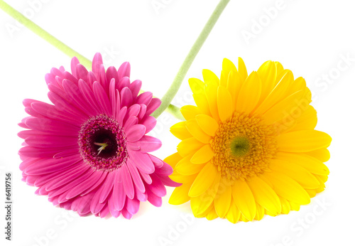 Flower Gerbera. Isolation on white..