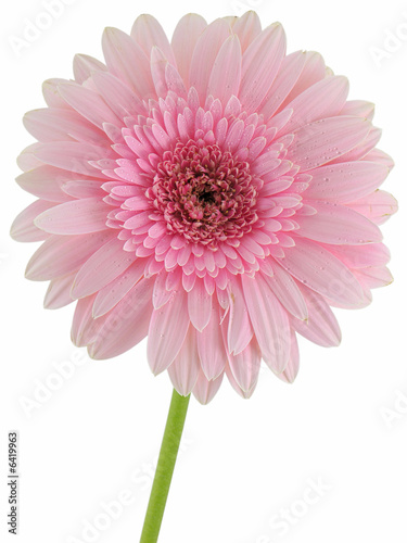 Pink Gerbera Daisy