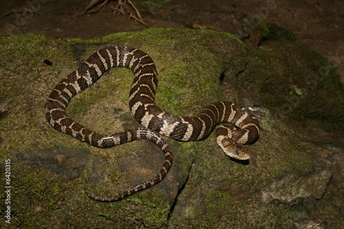 Northern Water Snake (Nerodia sipedon sipedon)