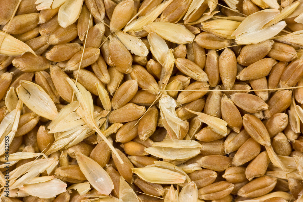 Threshed but not winnowed barley Threshed but not winnowed barley