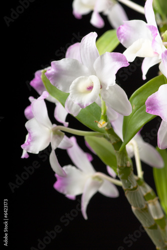 orchid isolated on the black backgrounds