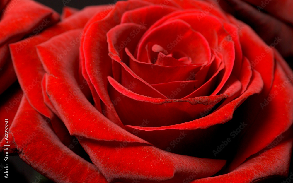 red rose red rose