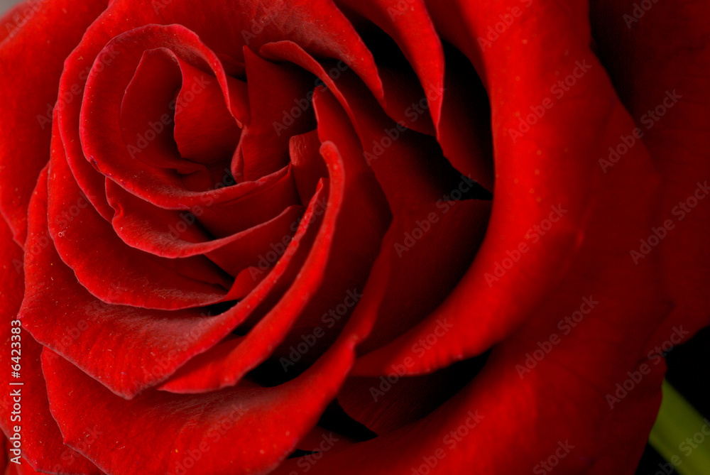 red rose red rose
