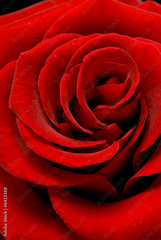 red rose red rose