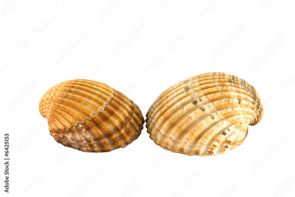 two shell isolated on white two shell isolated on white