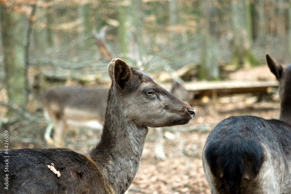 A female fallow deer in Germany