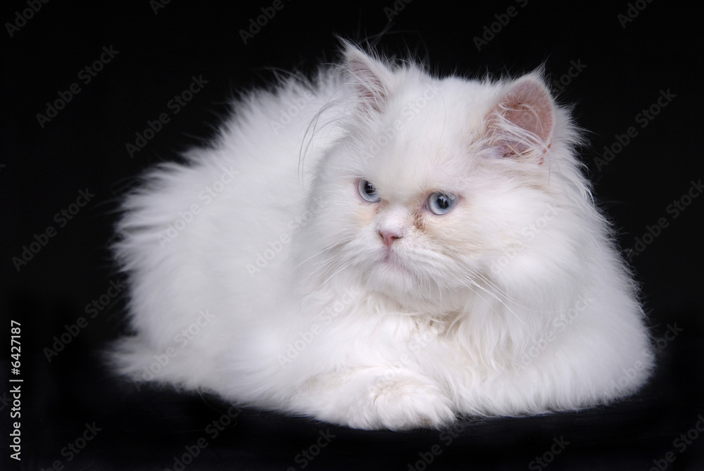 Fototapeta premium young white kitten isolated on black background