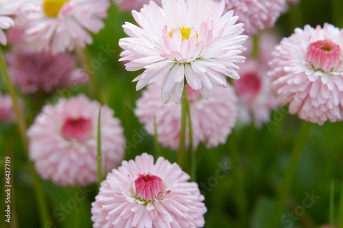 macro pink flowers © Furan